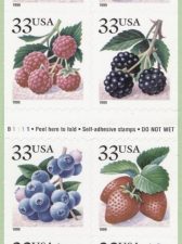 berries-v-d-s.jpg (11561 bytes)