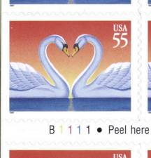 swan55-d-s.jpg (8335 bytes)